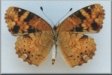 Phyciodes batesii batesii