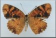 Phyciodes batesii batesii
