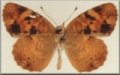 Phyciodes batesii batesii