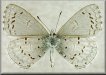 Celastrina idella