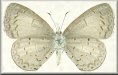 Celastrina idella