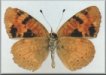Phyciodes batesii maconensis