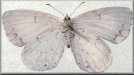 Celastrina neglectamajor