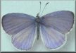 Celastrina neglectamajor