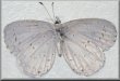 Celastrina neglectamajor
