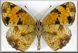 Phyciodes incognitus