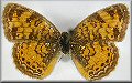 Phyciodes tharos form marcia