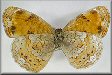 Phyciodes tharos form marcia