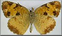 Phyciodes marcia (=cocyta)