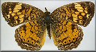 Phyciodes marcia (=cocyta)