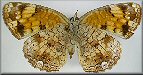 Phyciodes marcia (=cocyta)