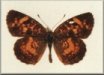 Phyciodes batesii batesii