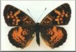 Phyciodes batesii maconensis
