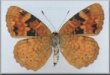 Phyciodes batesii maconensis