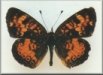 Phyciodes batesii maconensis