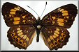 Chlosyne ismeria obsoleta