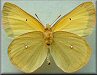 Colias alexandra columbiensis
