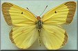 Colias christina mayi