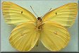 Colias christina mayi