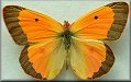Colias eurytheme alberta