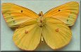 Colias eurytheme alberta