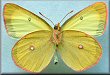 Colias interior laurentina