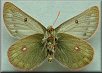 Colias nastes subarctica