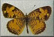 Phyciodes cocyta pascoensis