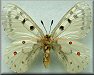 Parnassius smintheus olympiannus type male (ventral)