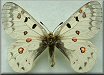 Parnassius smintheus sternitzkyi