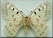 Parnassius smintheus sternitzkyi