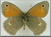 Coenonympha inornata benjamini